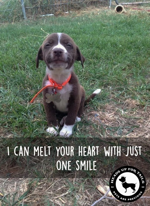 HUFT_India's tweet photo. Just one smile to make our day. #dogsofHUFT #eartoearsmile #headsupfortails #wearemelting https://t.co/OPaQNjxs0L