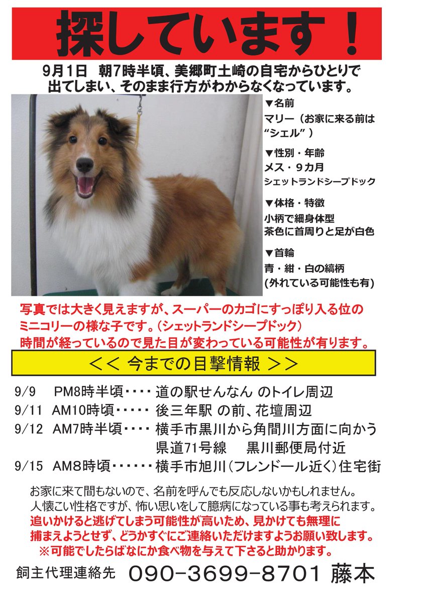 Hiroshi Sakai 秋田県美郷町でシェルティの子犬を探しています 家を出て１ヶ月以上立ちます 秋田県のかた 力を 貸して下さい お願いします 名前 マリー お家に来る前は シェル 性別 年齢 メス ９カ月 首輪 青 紺 白の縞柄 外れている