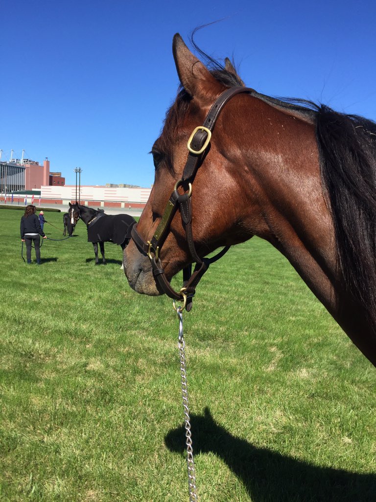 susanneoscarsso's tweet photo. Eftermiddags mys😍 #explosivedevie #teamoscarsson #yonkersraceway https://t.co/axbOcaV3n9