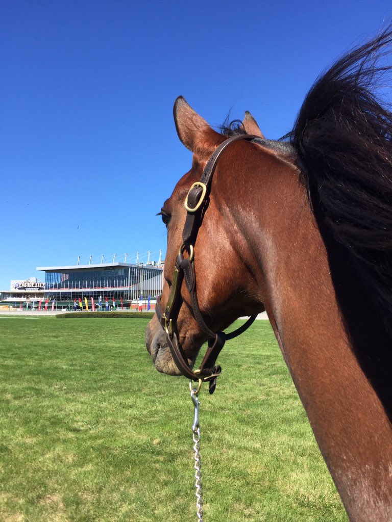 susanneoscarsso's tweet photo. Eftermiddags mys😍 #explosivedevie #teamoscarsson #yonkersraceway https://t.co/axbOcaV3n9