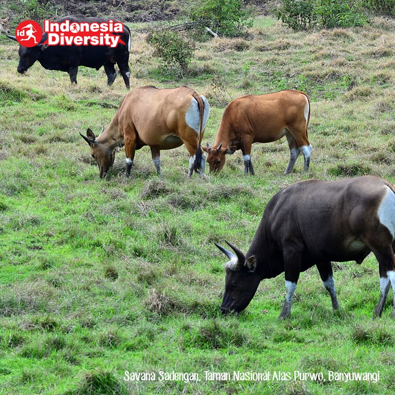 id_diversity's tweet photo. Selain Kawah Ijen, Savana Sadengan merupakan objek wisata andalan di kawasan Taman Nasional Alas Purwo. #indonesiaDiversity https://t.co/q62h0vxrh4