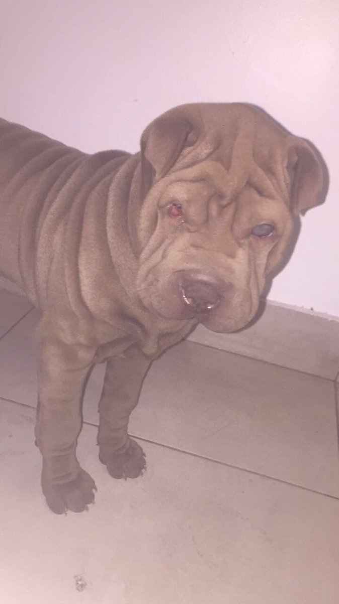 agustorres_'s tweet photo. POR FAVOR DIF!! Se perdió Rocco😔es sharpei marrón tiene 5 meses y es ciego d un ojo!!Se perdió en la zona del country la cañada hace unas hs https://t.co/YYNKQsKd1c