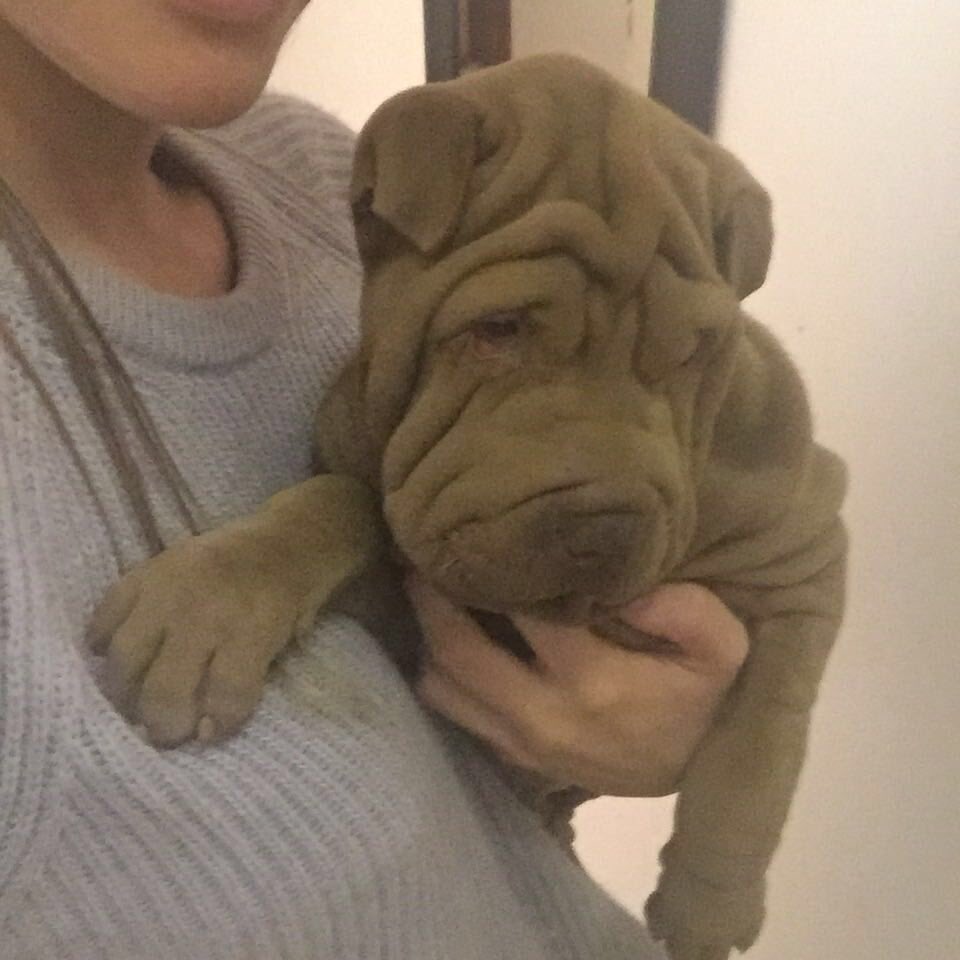 agustorres_'s tweet photo. POR FAVOR DIF!! Se perdió Rocco😔es sharpei marrón tiene 5 meses y es ciego d un ojo!!Se perdió en la zona del country la cañada hace unas hs https://t.co/YYNKQsKd1c
