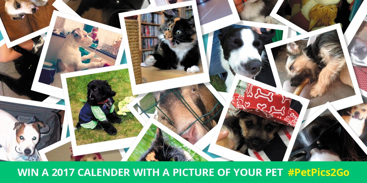 PetShop2Go's tweet photo. RT, follow &amp; send us your funny #pet pics for a chance to #win. T&amp;Cs: https://t.co/hEgcN94PXQ #competition #giveaway https://t.co/TpYM78z163