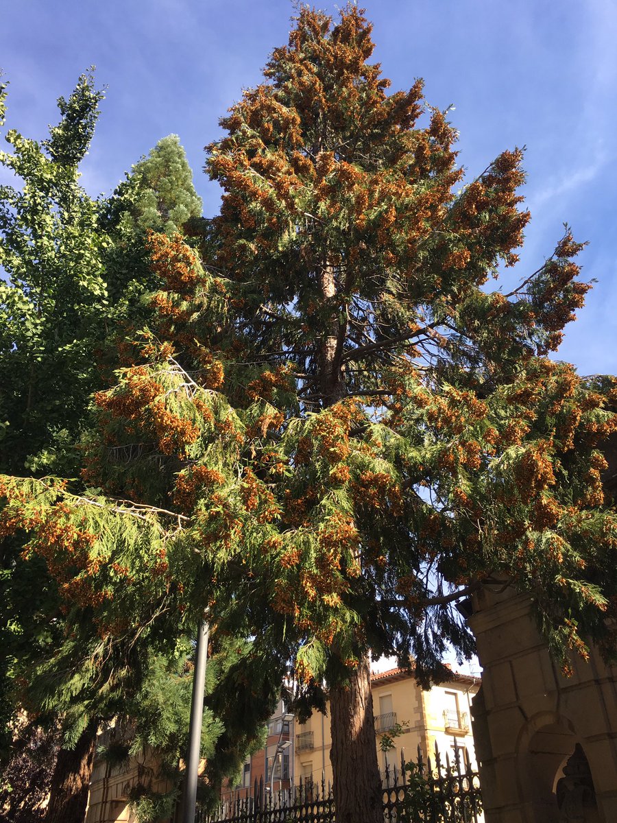HistoriaMachado's tweet photo. Un placer #Entreárboles con Carmen y #BA2C_D Paseando entre libocedros, arces negundos, fresnos, hayas, #EdPública #Seguimos https://t.co/5Q2eGewOZ7