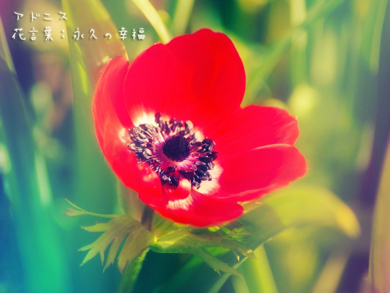 君に贈る誕生花 2 25 ラナンキュラス 花言葉 あなたは魅力に満ちている 2 26 アドニス 花言葉 永久の幸福 2 27 サキシフラガ 花言葉 深い愛情