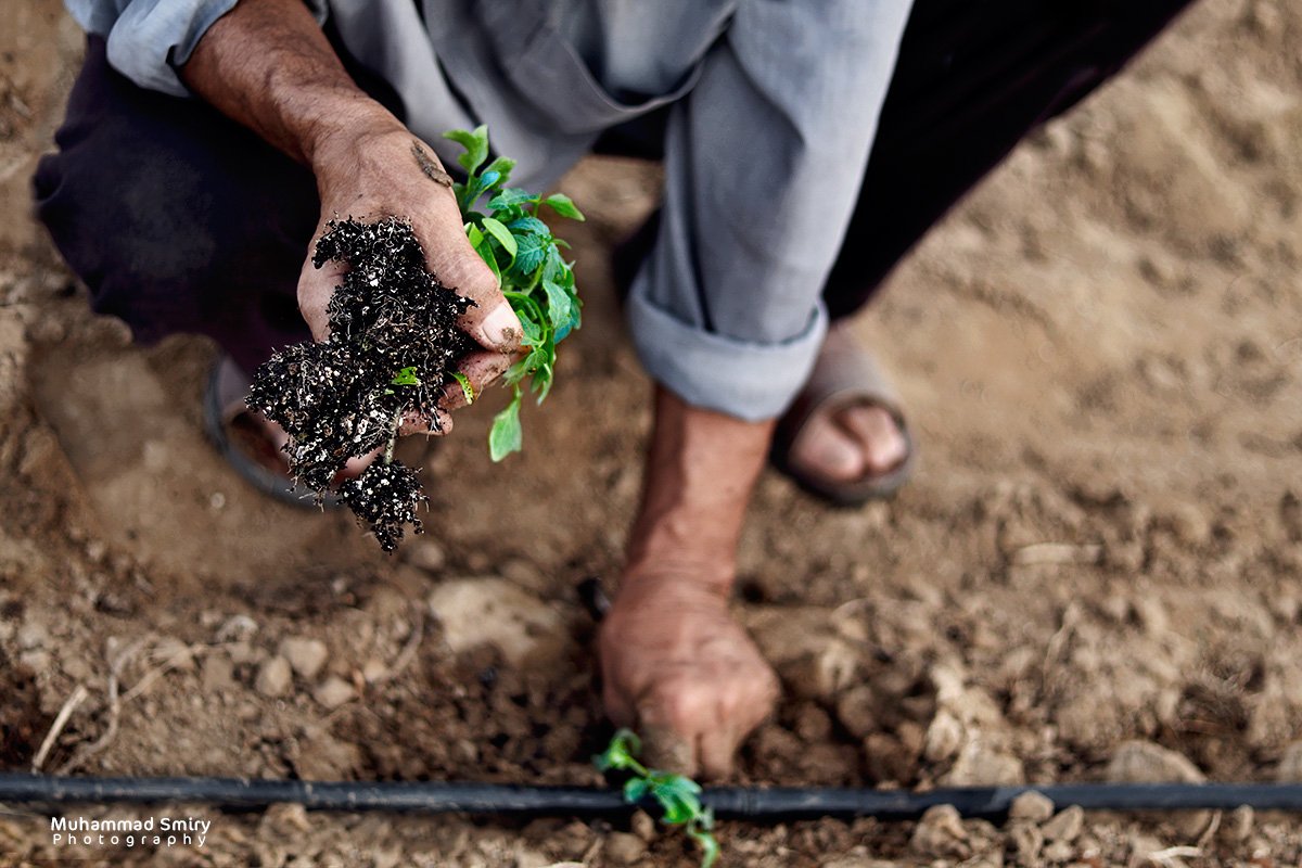 MuhammadSmiry's tweet image. 10 years ago, Israel razed our Greenhouse, and here we build and plant it again.

My photography from our land, Gaza, Palestine.