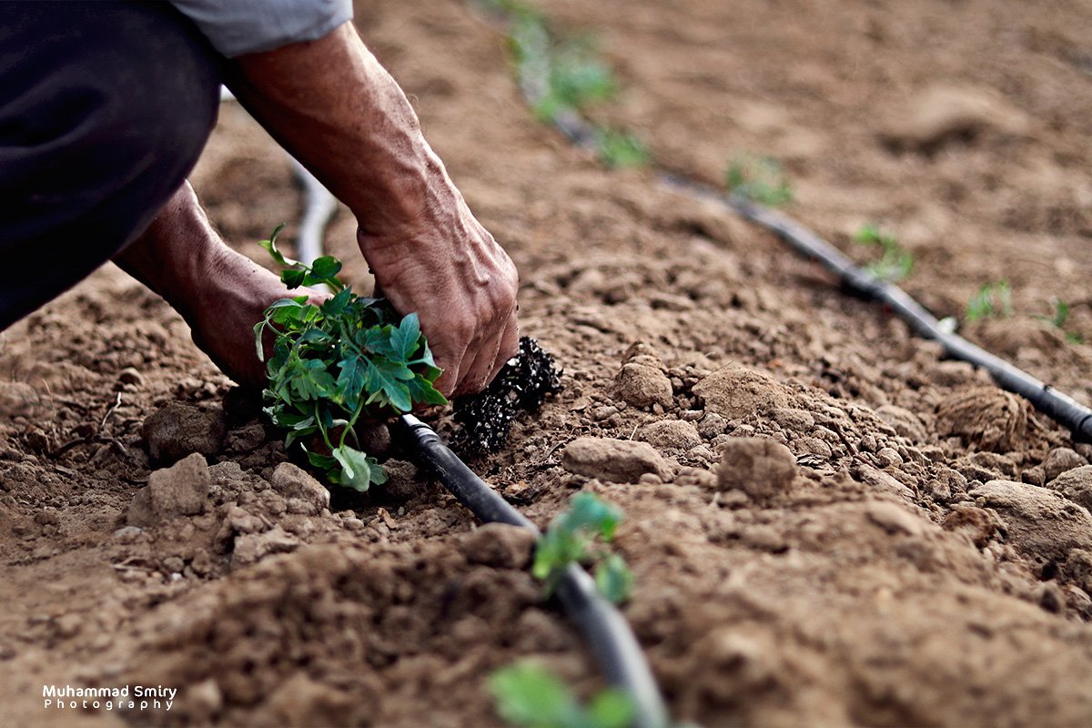 MuhammadSmiry's tweet image. 10 years ago, Israel razed our Greenhouse, and here we build and plant it again.

My photography from our land, Gaza, Palestine.