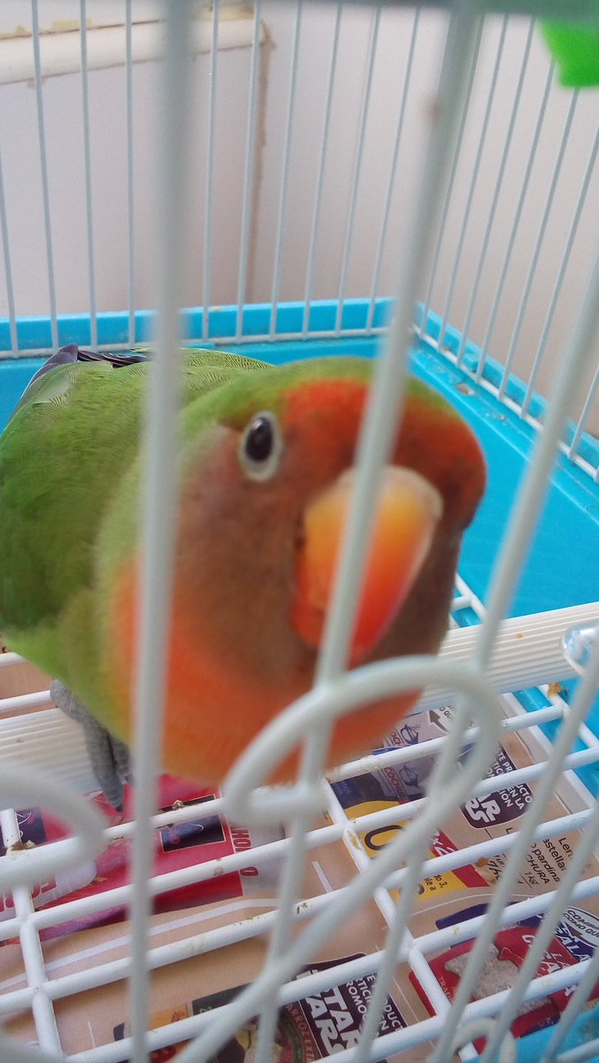 iDavidTenInch's tweet photo. SE BUSCA AGAPORNI. SE NOS ESCAPÓ AYER EN ALICANTE ZONA LA FLORIDA A LAS 16:30. ES VERDE. SI LO VÉIS CONTACTAR CONMIGO 622838868 / 633838856. https://t.co/QKqjMIFQd5