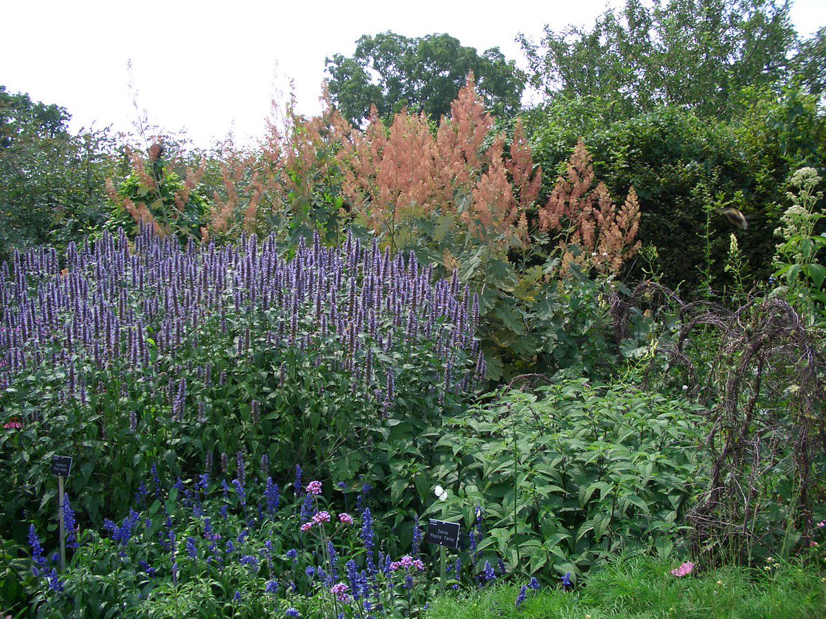 Shkola_Vista's tweet image. #сад #садовыйдизайн #ландшафтныйдизайн #растения #фото shkolavista.ru/plus