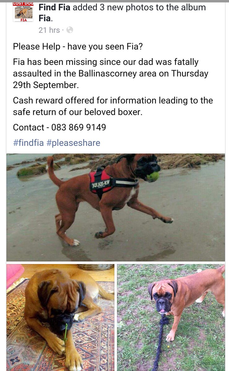HuggieBuggy's tweet photo. #FindFia #missing #female #boxer in #Ballynascorney #Ireland RT @MissingDogsIrl https://t.co/FdsRtgEyj0 https://t.co/9y8qxXnB6q