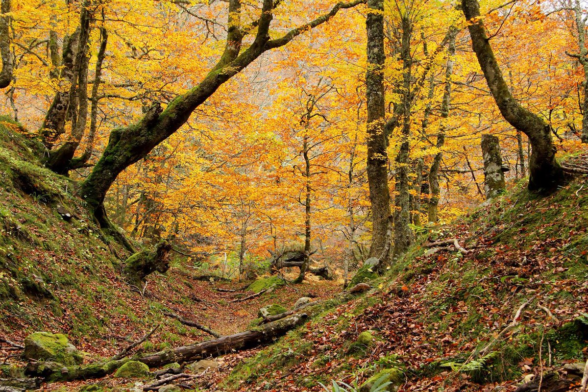 pintiplan's tweet photo. Escenas de #otoño en #Asturias. ¿Cual es tu preferida? Descubre, añade y comparte sitios como este en #Pintiplan. https://t.co/R0lrTc4oPW
