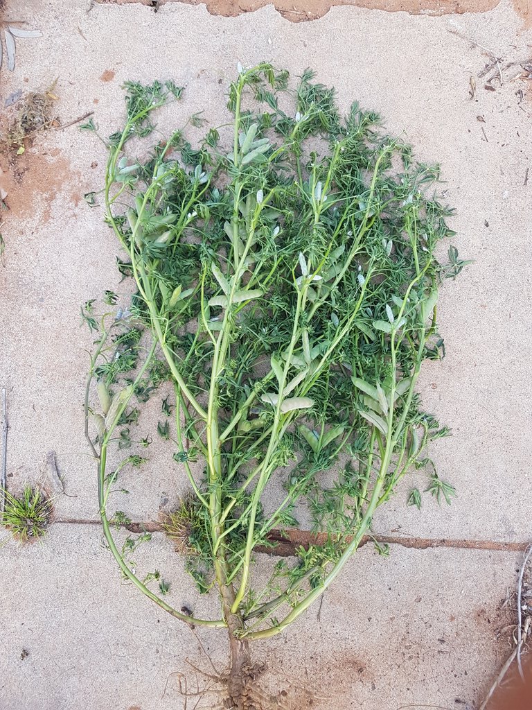 tesswalch's tweet image. Can Lupin! #patchewollock #lupins