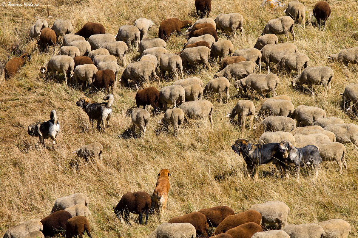 Lobo_Marley's tweet photo. #Convivencia indispensable. No existe otro camino. La Administración lleva años matando #lobos sin solucionar nada. #PREVENCIÓN #LOBOVIVO https://t.co/c1YGDpJrfs