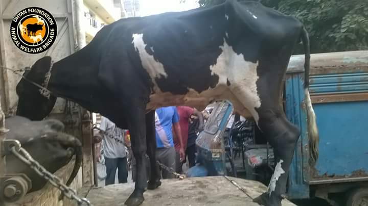 dhyanfoundation's tweet photo. Cow rescued from #Kotla #Mubarakpur, #Delhi. Her hind left leg was fractured and  is now at #Gokuldham. #AnimalRescue,  #CowsRescue https://t.co/XAF2v0rkiM