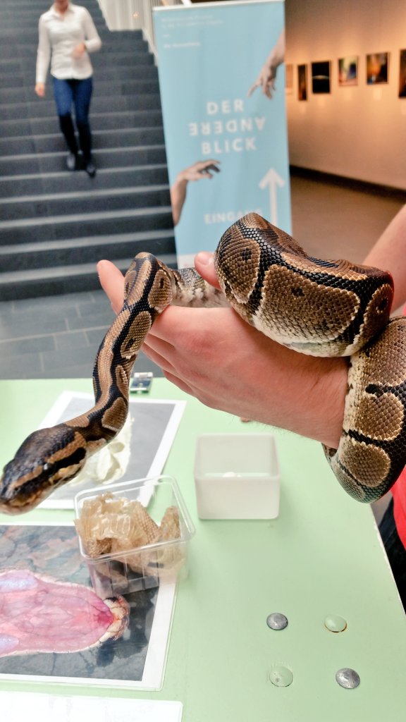 odysseumkoeln's tweet photo. Heute zu Besuch @KoelnerZoo im Rahmen des #ferienprogramms. #Herbstferien #köln #keinekuscheltiere #nrw https://t.co/iinYrCQs8x