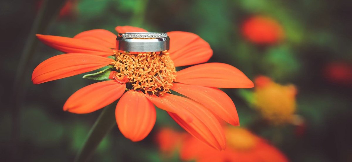 fizzy_robot's tweet photo. We just love Autumn 🍂 #weddingphotography #weddings #weddingrings #sussexphotographers #fizzyrobot https://t.co/znmrK62xHa
