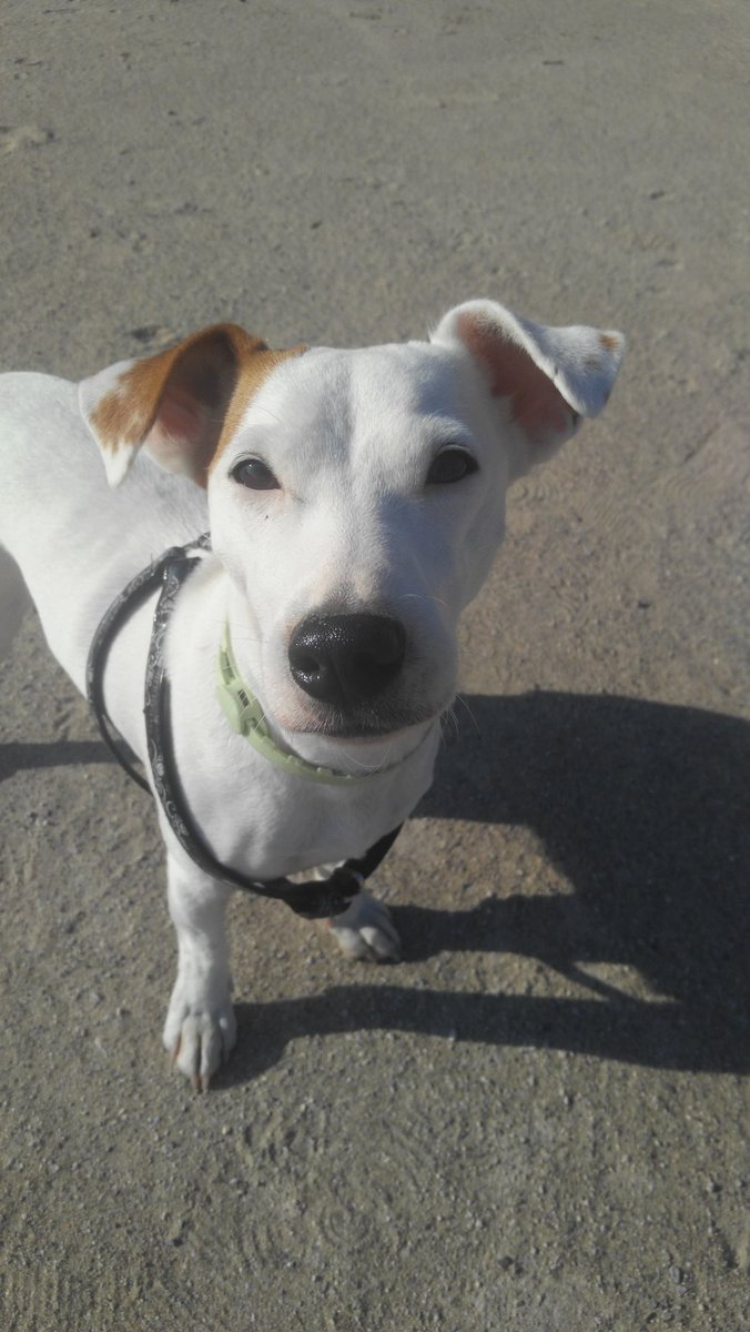 izabake's tweet photo. Ashe m'y dog
#selfdog #Jackrussell https://t.co/YRHaDwSAlh