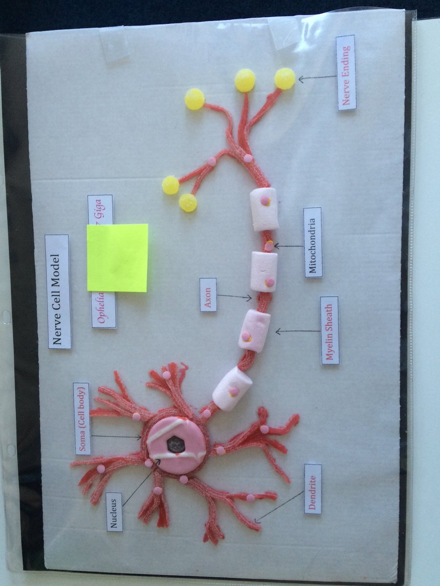 the kingston academy on twitter animal nerve cell made