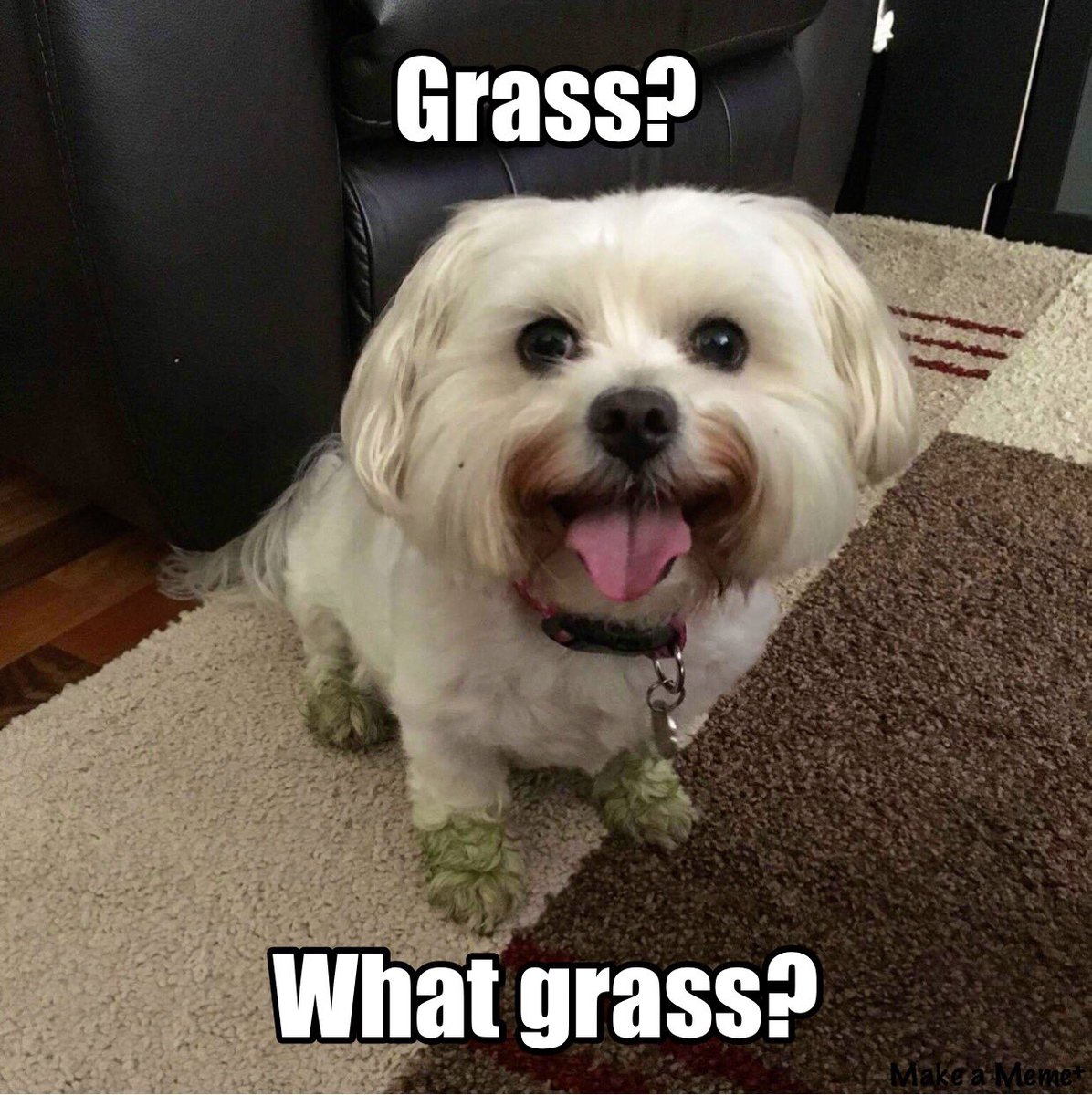 MissMollyDug's tweet photo. @PetShop2Go https://t.co/3FIUvp9j2D