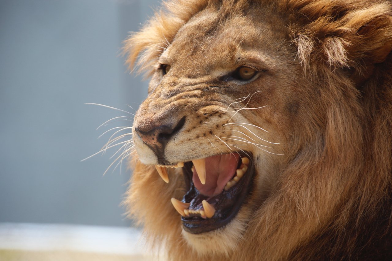 Twitter 上的 千葉市動物公園 公式 ちばｚｏｏフェスタ情報 １１月５日 土 １３時 ガォー コンテスト 開催 ライオンの吠え 声に挑戦 一番大きな声を出した方が優勝 その他賞品も多数ご用意しています 大声に自信のある方 ライオンの声に挑戦したい方奮っ