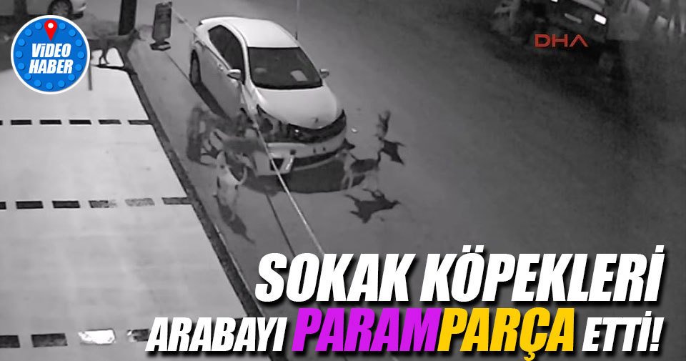 sabah's tweet photo. Sokak köpekleri arabayı paramparça etti https://t.co/1RSXf1BXvN https://t.co/n9GVB9oev2