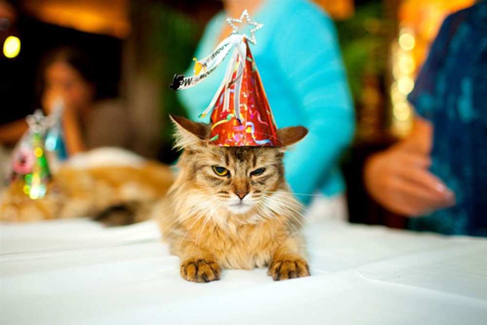 Коты в день рождения