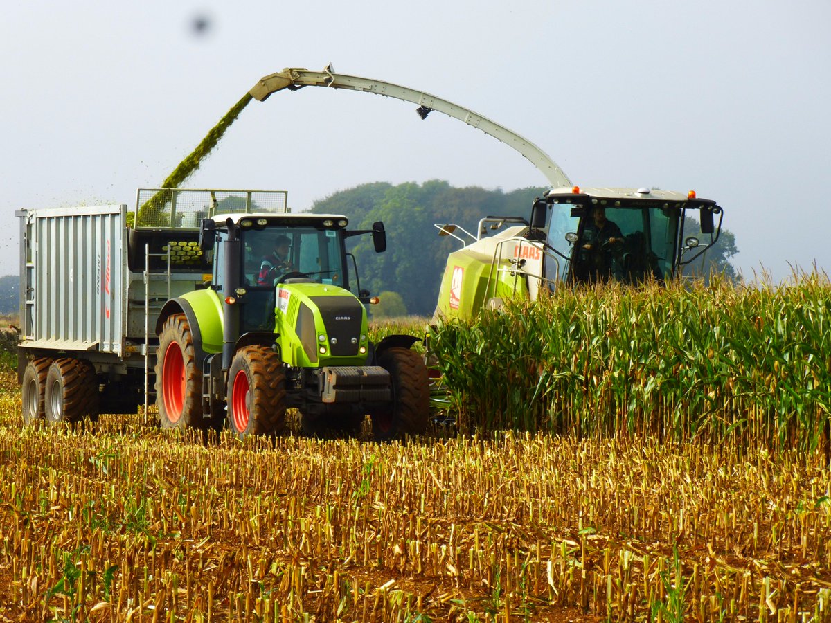 RCBaker_ltd's tweet photo. Maize maize and more maize! #maize2016 #farmpics https://t.co/wLQcXPyQJh