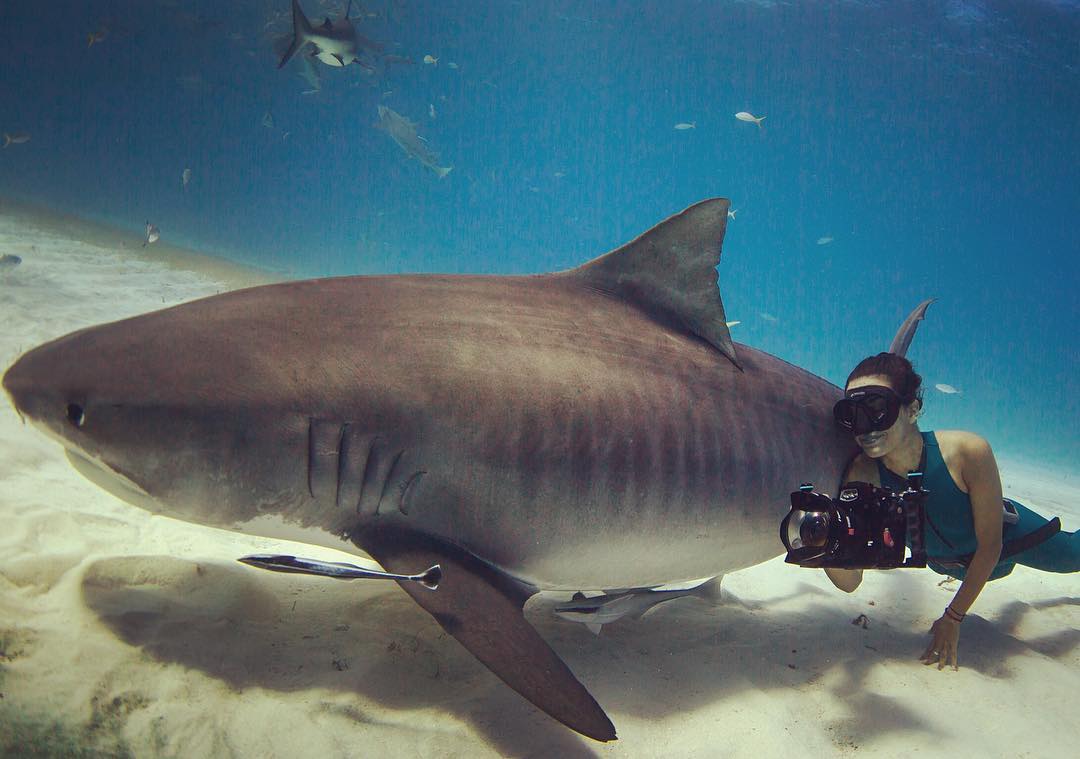 MarcLisa_Trivia's tweet photo. #Sharks https://t.co/6ekm49Jo7b