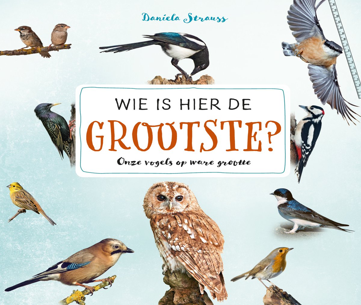 Wie is groter; buizerd of bosuil? Kom erachter met 'Wie is hier de grootste?', 25 populaire vogels op ware grootte. Met uitklapbare pagina's