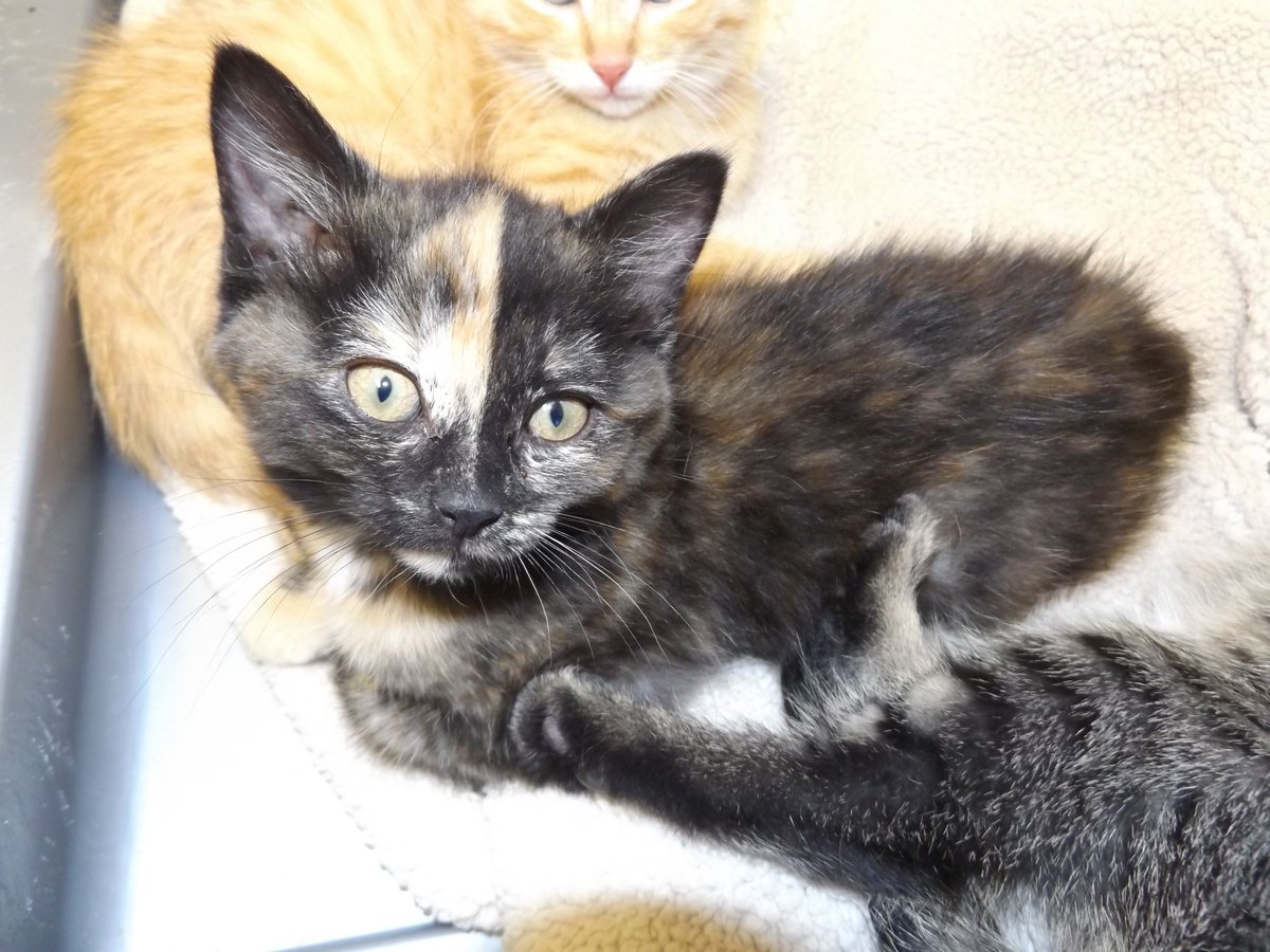 HSHP_Kansas's tweet photo. Petunia is available for adoption! https://t.co/trXpexS7nw #HSHP_Kansas #AdoptDontShop #kitten #tortoiseshellkitten #adoptablekitten https://t.co/CF2edo1nOk