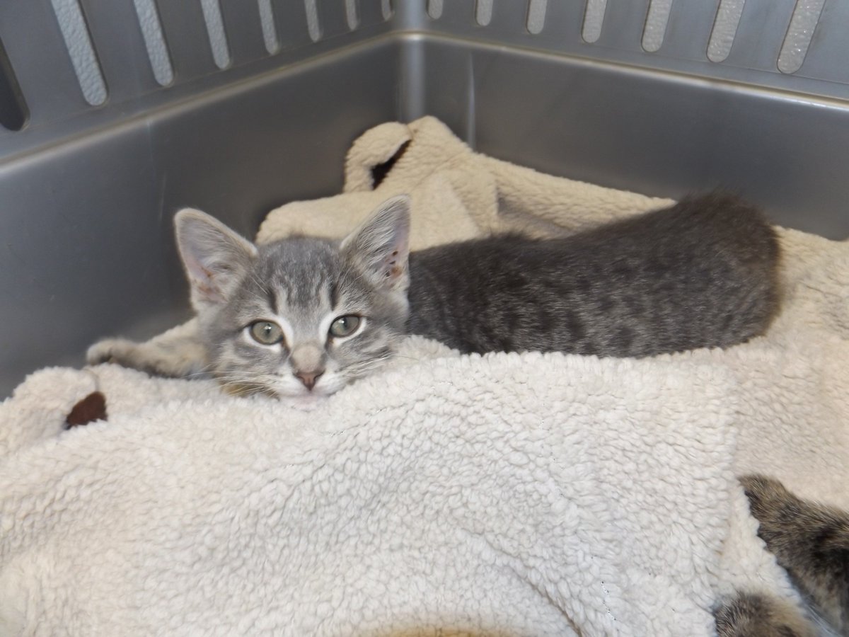 HSHP_Kansas's tweet photo. Sparky is available for adoption!https://t.co/FTtwkBSMJj #HSHP_Kansas #AdoptDontShop #kitten #adoptablekitten https://t.co/f6830UvsBJ