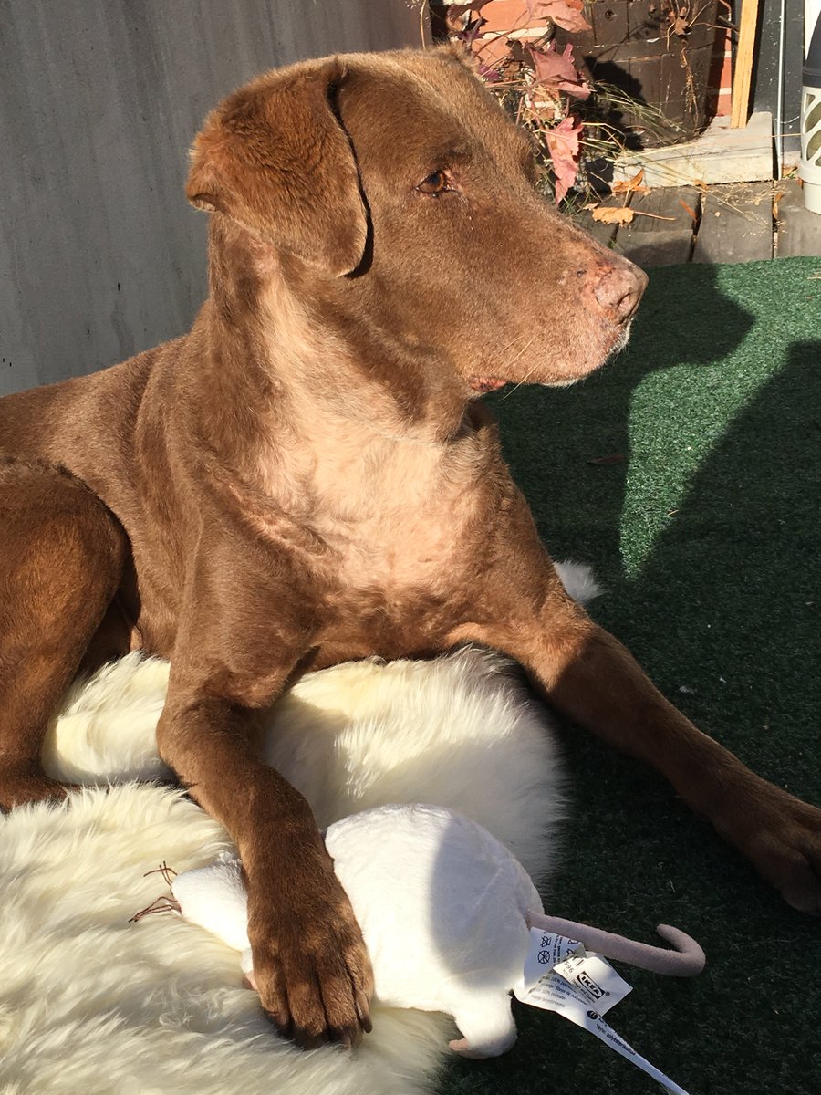 JahrenLabLab's tweet image. The Incredible-Hulk machine gave me naked neck. DONT ACT LIKE ITS NOT SEXY #caninecancer