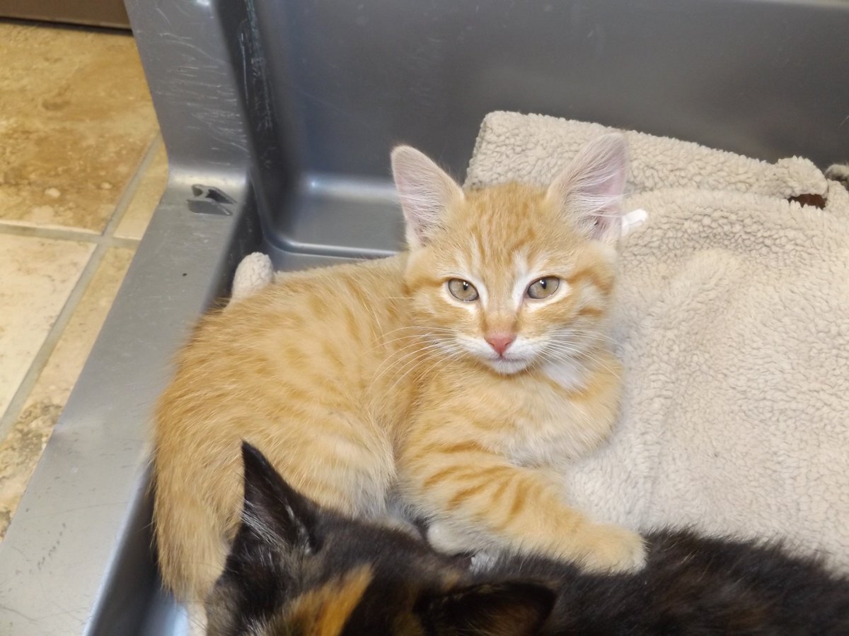 HSHP_Kansas's tweet photo. Simba is available for adoption! https://t.co/jWr66qqmwb #HSHP_Kansas #AdoptDontShop #kitten #adoptablekitten https://t.co/bBMPPpL2lS