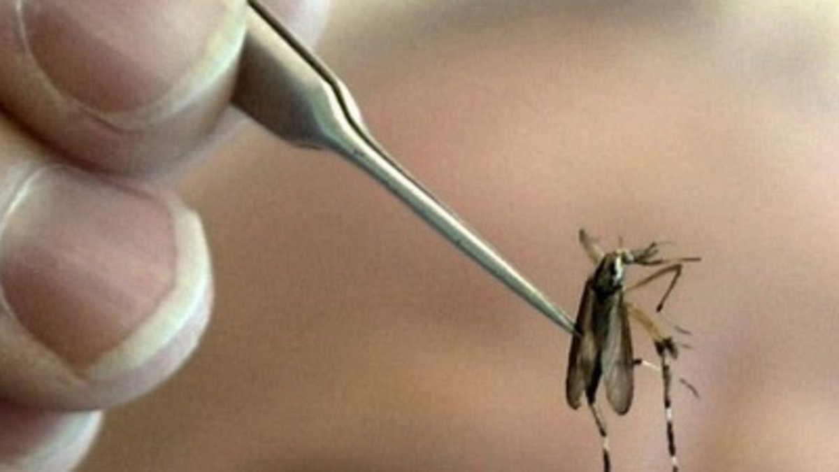 ksatnews's tweet image. Report: Bastrop County boy, 13, dies from West Nile virus complications ksat.tv/2dtCtTI #KSATnews