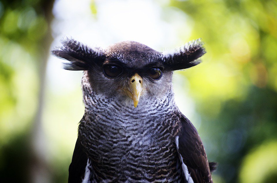Owlslists's tweet photo. https://t.co/1joKuOflkn https://t.co/Vg6YxmrrUC