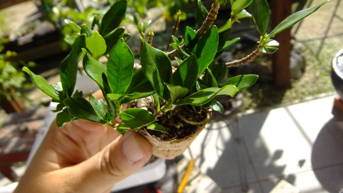 5ｃｍ盆栽 クチナシ ミニ オオスカシバに部分葉刈りされた奴をついでに鉢緩め 梅雨に1 5号鉢に幹1 5 位の古枝挿し 根っこがぱっつんぱっつんで八方根張りでした やった 徐々に 挿し木成功率アップしております