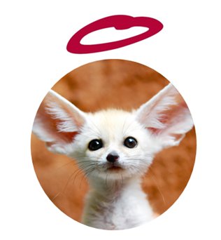 Innocent France On A Besoin De Vous On N Arrive Pas A Se Mettre D Accord Qui Est Le Plus Mignon Bebe Fenek Bebe Phoque Bebe Chien