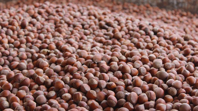 Fındıkta sezonun en düşük fiyatı - goo.gl/ioQxWy #Samsun