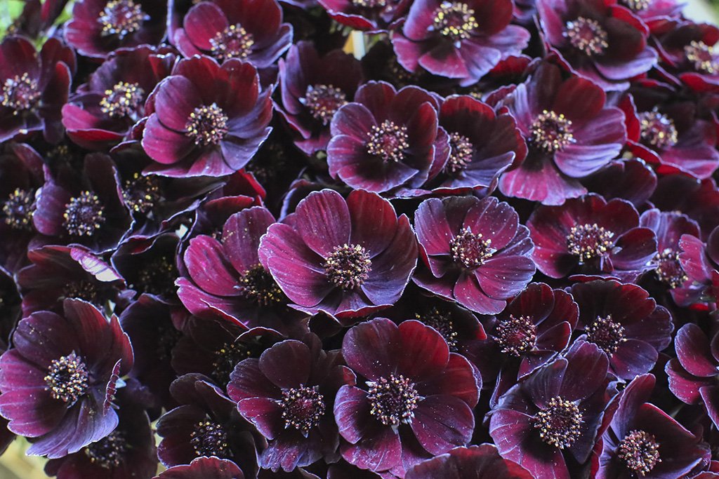 The Heavenly Aroma of Chocolate Cosmos: featured on #McQueensTheBlog goo.gl/HMKl72 #ChocolateWeek