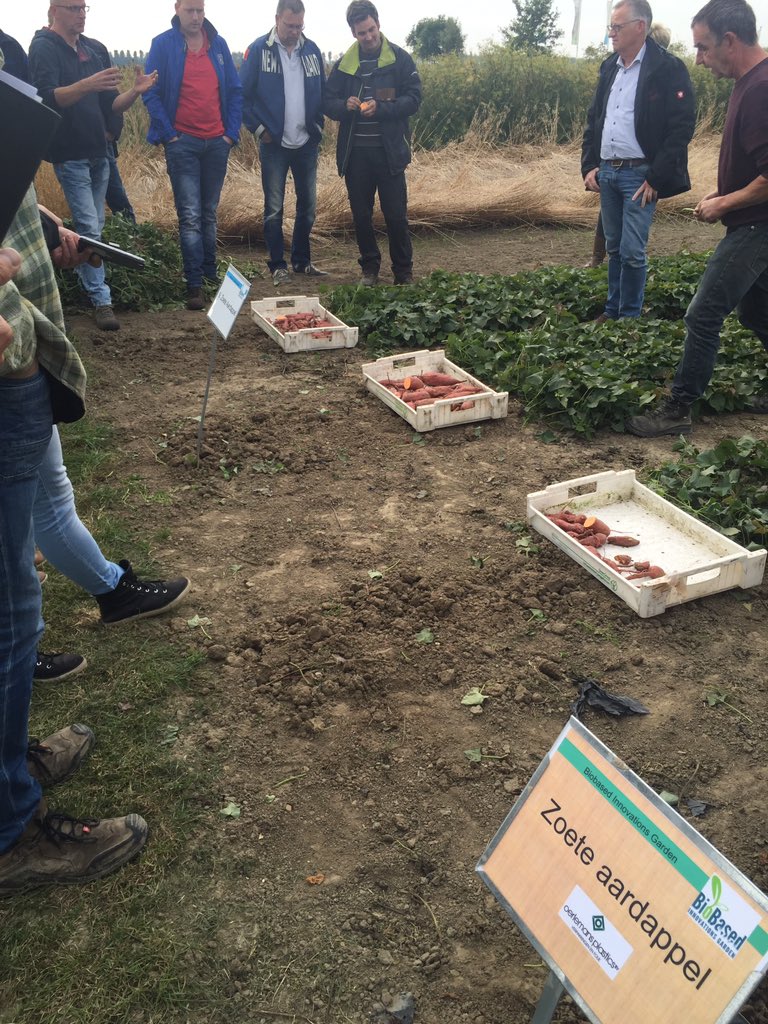 MariannevdHoek's tweet photo. Nieuwe voedseltoepassing zoete #aardappel en #yacon in #Biobased Innovations Garden #innovatie #marktkans | @Proefboerderij @DelphiAkkerbZW https://t.co/UWXTe5vWFP