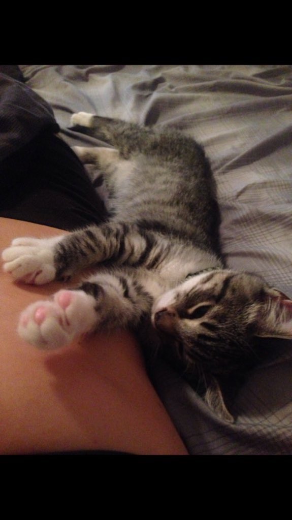 PerfectLesbian's tweet photo. @DeNigrisRenee he says hi 😻👋🏻 https://t.co/7Hbv6AdH6F
