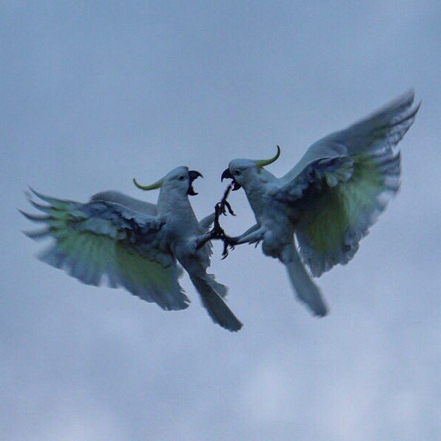 KyelsJR's tweet image. Breeding season for the Sulphur Crested Cockatoos.. Mid air battle.. #WINNetwork #GWN #sunrise #TODAYshow #Ausgoldenoutback
