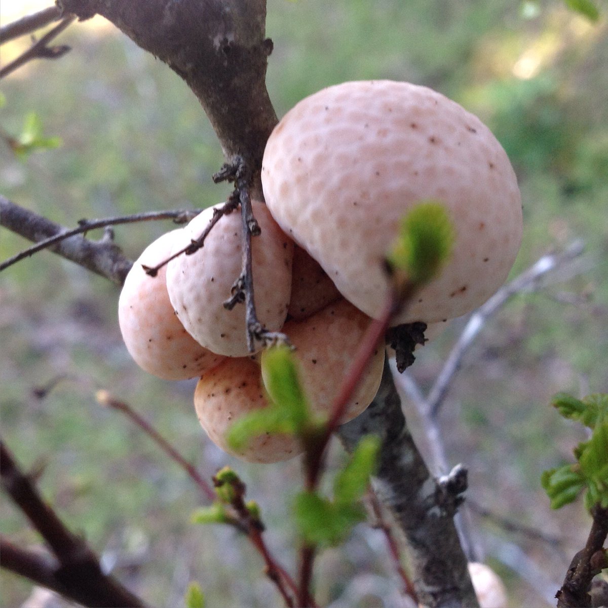 <a href="/varietal/">Varietal</a> Recolección de dihueñes