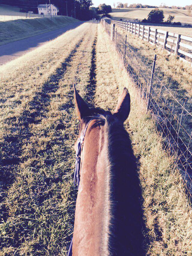 CharlieLongsdon's tweet photo. Sharp Rise enjoying the beautiful weather in Pennsylvania.... #onlyafewdaystogo #americangrandnational @FarHillsRace https://t.co/UBLkBMm8yb