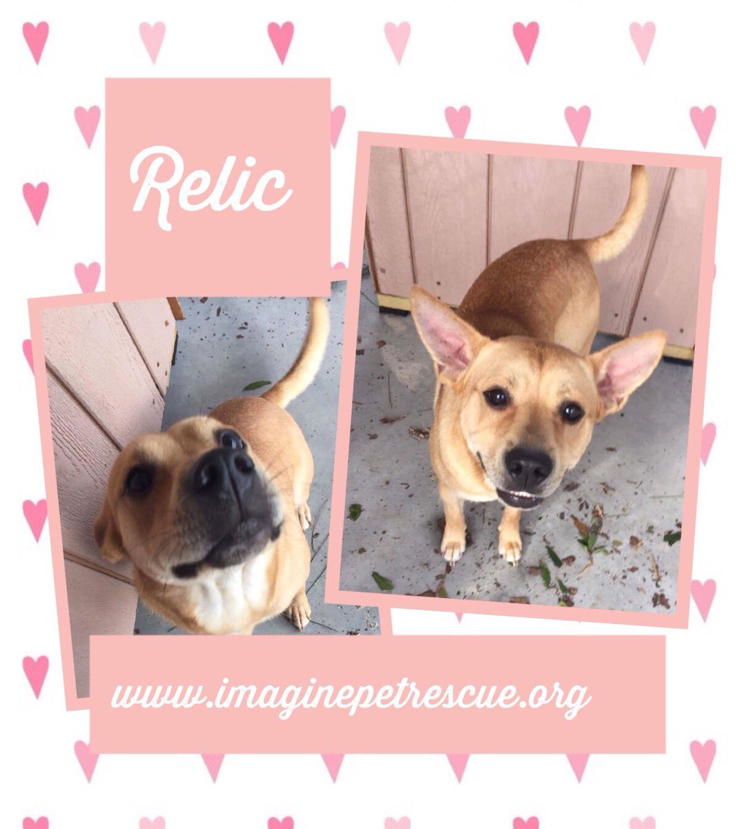 ImaginePet's tweet photo. Visit https://t.co/r1vjvnkxyv to apply to take Relic home today! https://t.co/1Kl7BnqPZb