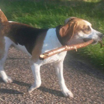 #Lost #ScanMe YOUNG Beagle Male 
Sheepwash Nature Reserve #Tipton #WestMidlands #DY4 doglost.co.uk/dog-blog.php?d… …