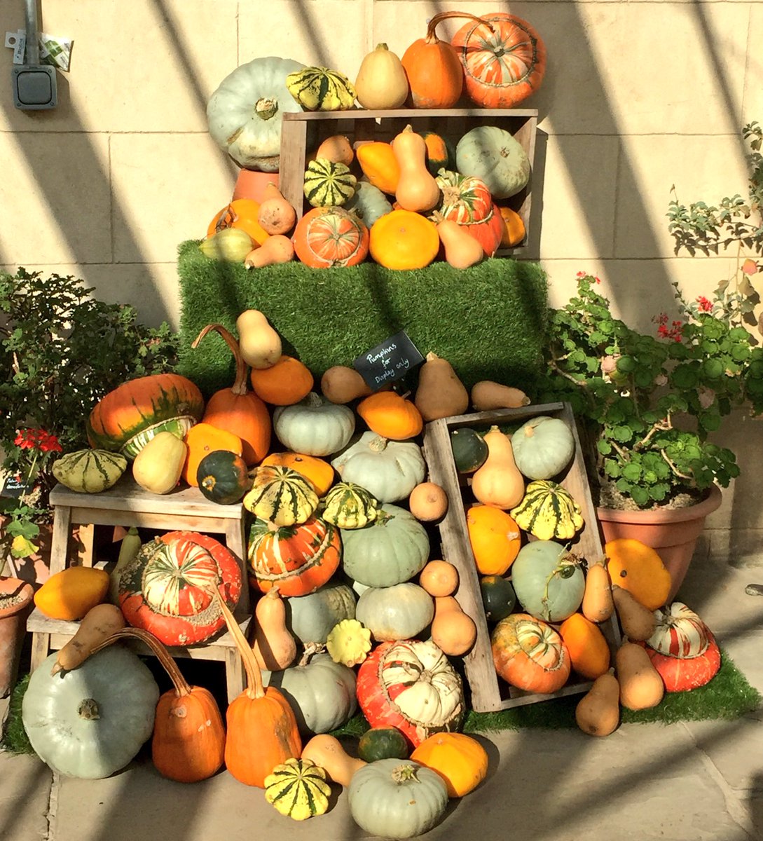 cpitt_123's tweet photo. super display of #pumpkins in the #autumn sunshine @Fulham_Palace this afternoon https://t.co/Krf3dYMhDb