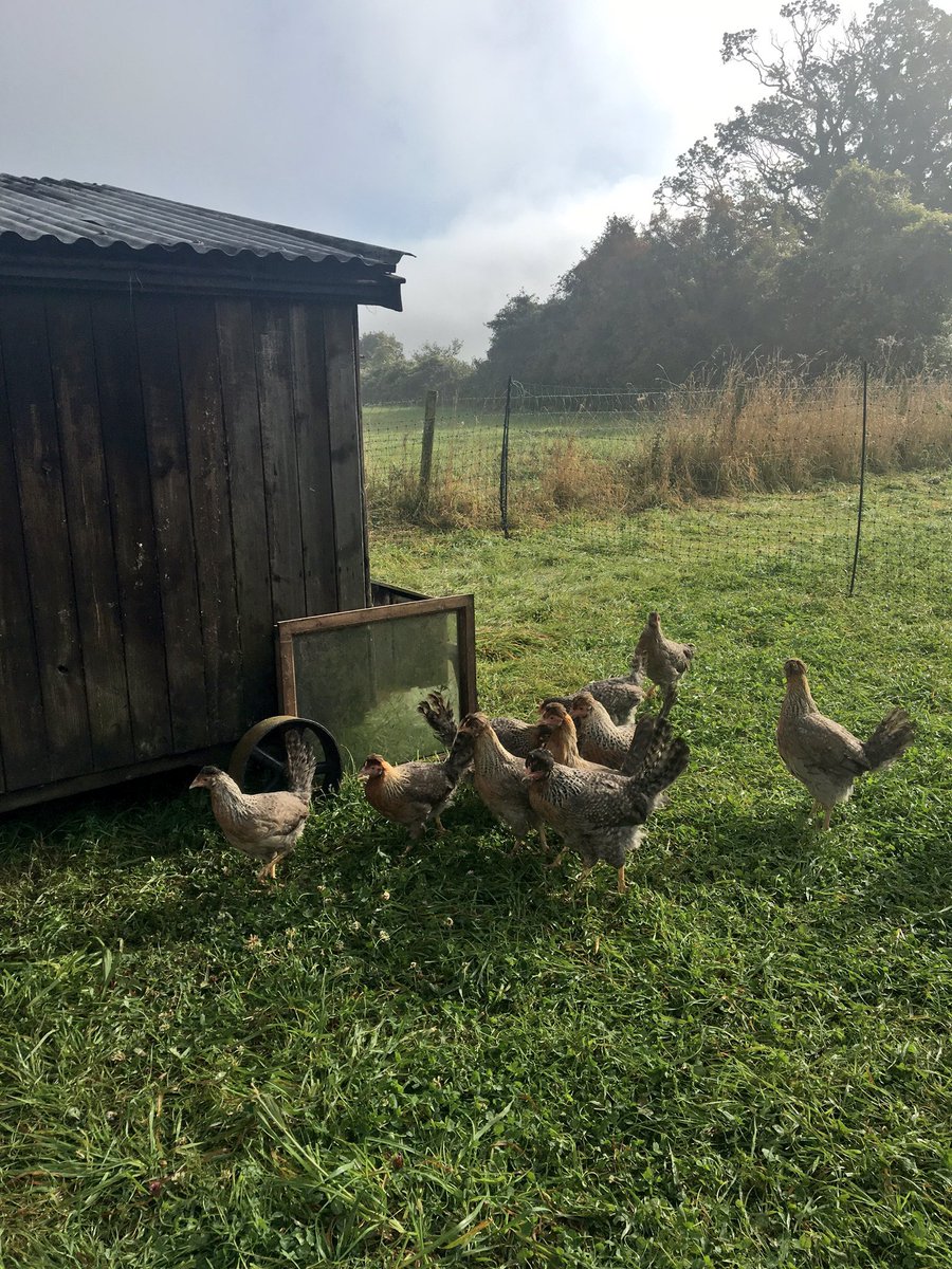 NewMacsFarm's tweet photo. Here are our new 15 week old Cream Crested Legbar pullets enjoying the fresh air & free range today. #blueegglayers https://t.co/zHW3D2kXLc
