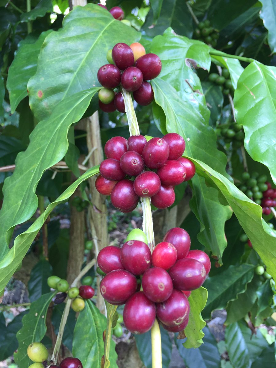 Picking beautiful ripe cherries today